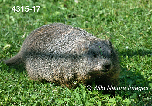 Marmota-monax Woodchuck